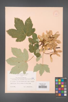 Acer pseudoplatanus [KOR 6325]