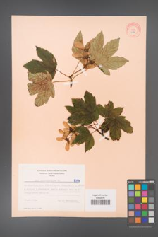 Acer pseudoplatanus [KOR 6394]