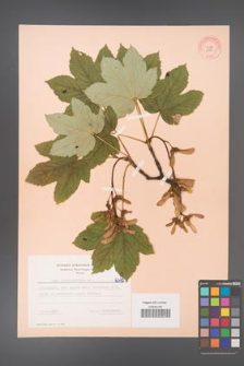 Acer pseudoplatanus [KOR 6392]