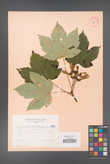 Acer pseudoplatanus [KOR 6393]