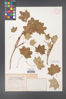 Acer platanoides [KOR 11522]