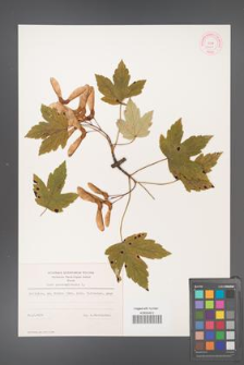 Acer pseudoplatanus [KOR 9001]