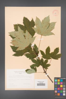 Acer pseudoplatanus [KOR 9047]