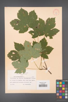 Acer pseudoplatanus [KOR 8532]