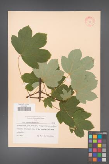 Acer pseudoplatanus [KOR 8125305]
