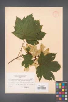 Acer pseudoplatanus [KOR 8122]