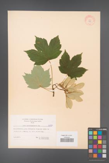 Acer pseudoplatanus [KOR 8123]