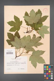 Acer pseudoplatanus [KOR 8121]