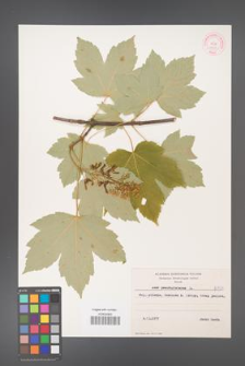 Acer pseudoplatanus [KOR 8120]