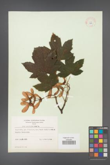 Acer pseudoplatanus [KOR 8992]