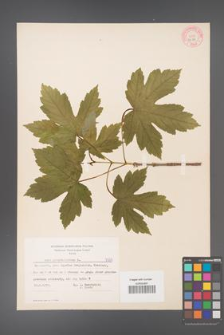 Acer pseudoplatanus [KOR 7587]