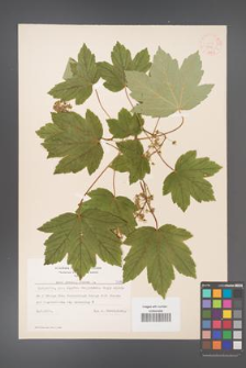 Acer pseudoplatanus [KOR 7775]