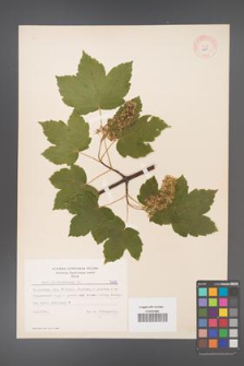 Acer pseudoplatanus [KOR 7679]