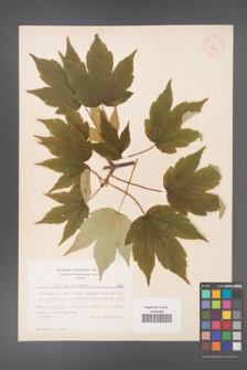 Acer pseudoplatanus [KOR 7681]
