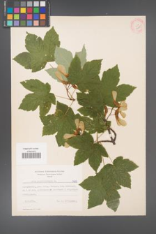Acer pseudoplatanus [KOR 7695]