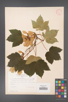 Acer pseudoplatanus [KOR 7780]