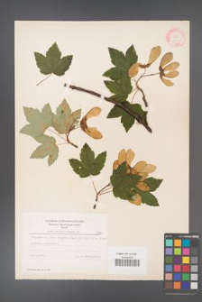 Acer pseudoplatanus [KOR 7779]