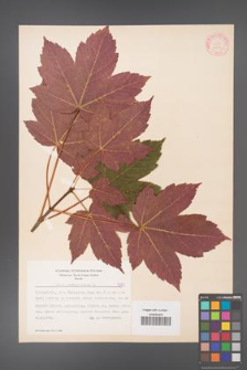 Acer pseudoplatanus [KOR 7777]