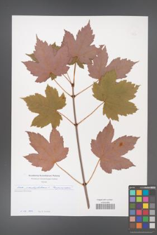 Acer pseudoplatanus [KOR 49736]