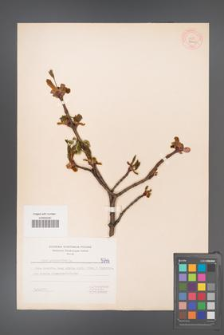 Acer platanoides [KOR 5746]