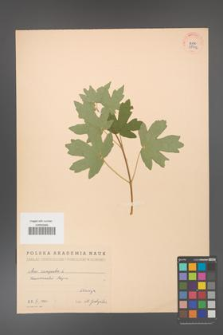 Acer campestre [KOR 38902]