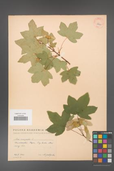 Acer campestre [KOR 38901]