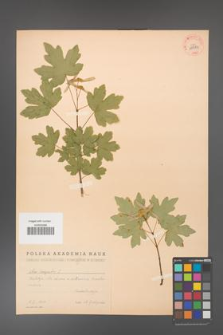 Acer campestre [KOR 38884]