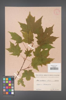 Acer saccharum [KOR 43]