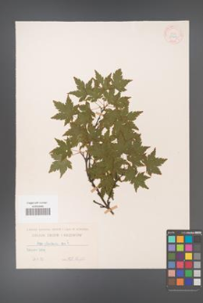 Acer palmatum [KOR 33463]