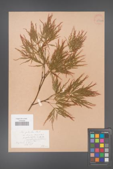 Acer palmatum [KOR 33485a]
