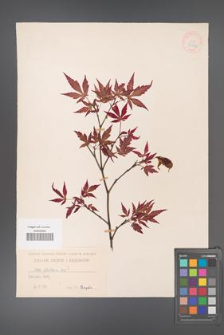 Acer palmatum [KOR 33486]