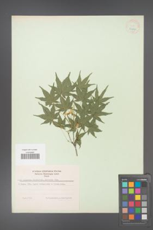 Acer palmatum [KOR 33484]