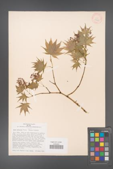Acer palmatum [KOR 33498]