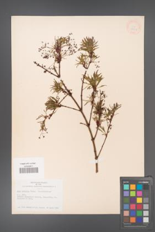 Acer palmatum [KOR 33501]