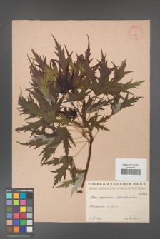Acer saccharinum [KOR 241]