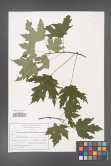 Acer saccharinum [KOR 47567]