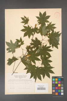 Acer pseudo-sieboldianum [KOR 11543]