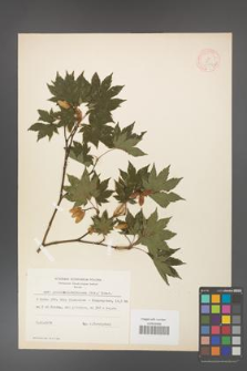 Acer pseudo-sieboldianum [KOR 11542]