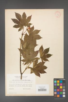 Acer pseudo-sieboldianum [KOR 11540]