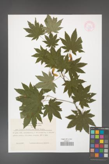 Acer pseudo-sieboldianum [KOR 44080]