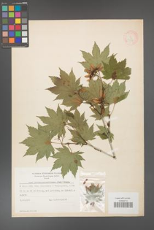 Acer pseudo-sieboldianum [KOR 11538]