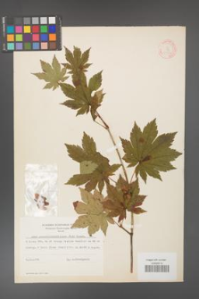 Acer pseudo-sieboldianum [KOR 11546]