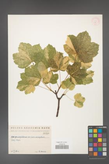 Acer pseudoplatanus [KOR 216]