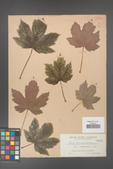Acer pseudoplatanus [KOR 202]