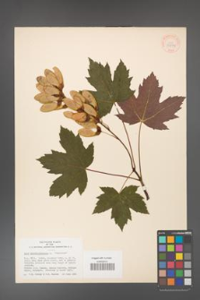 Acer pseudoplatanus [KOR 33579]