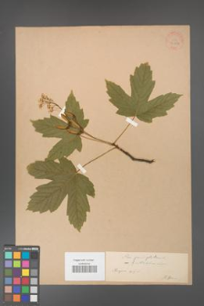 Acer pseudoplatanus [KOR 33584]