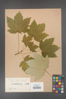 Acer pseudoplatanus [KOR 196]