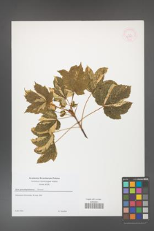 Acer pseudoplatanus [KOR 52940]