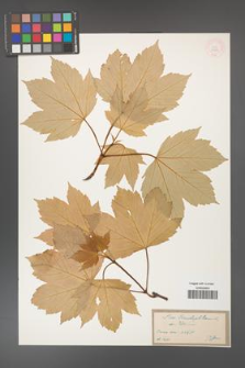 Acer pseudoplatanus [KOR 33583]