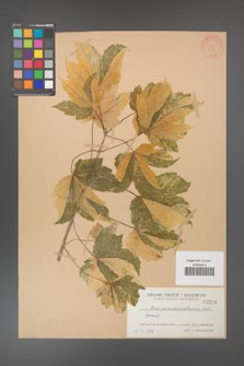 Acer pseudoplatanus [KOR 218]